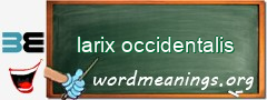 WordMeaning blackboard for larix occidentalis